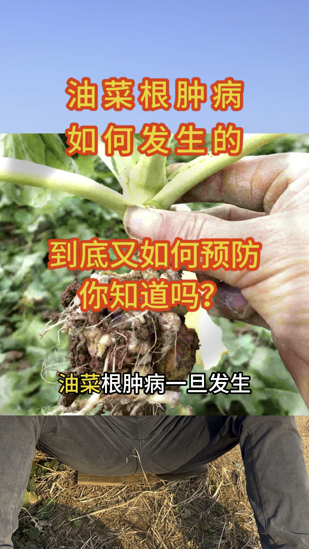 油菜根肿病发生的原因以及如何防治,你一定要知道的方法