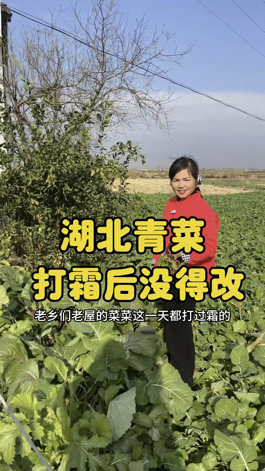 可惜你不是湖北人,不懂打霜后的青菜味道?吃过湖北打霜青菜,其他都是弟弟了