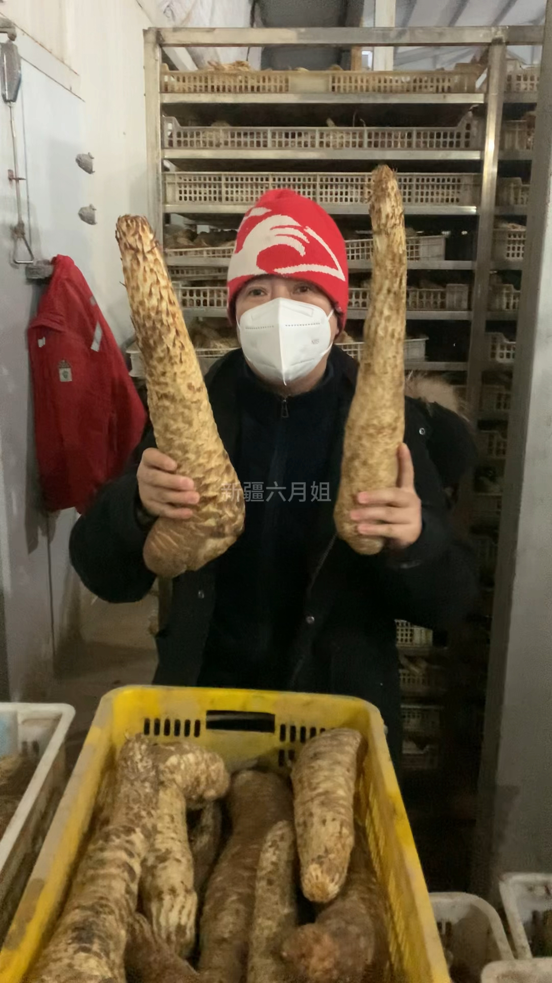 教你四招挑选新鲜的荒漠“肉苁蓉”。