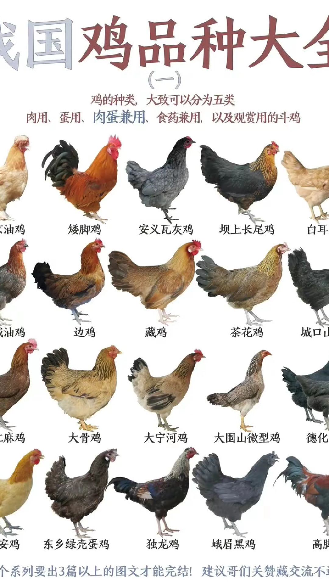 我国鸡品种大全