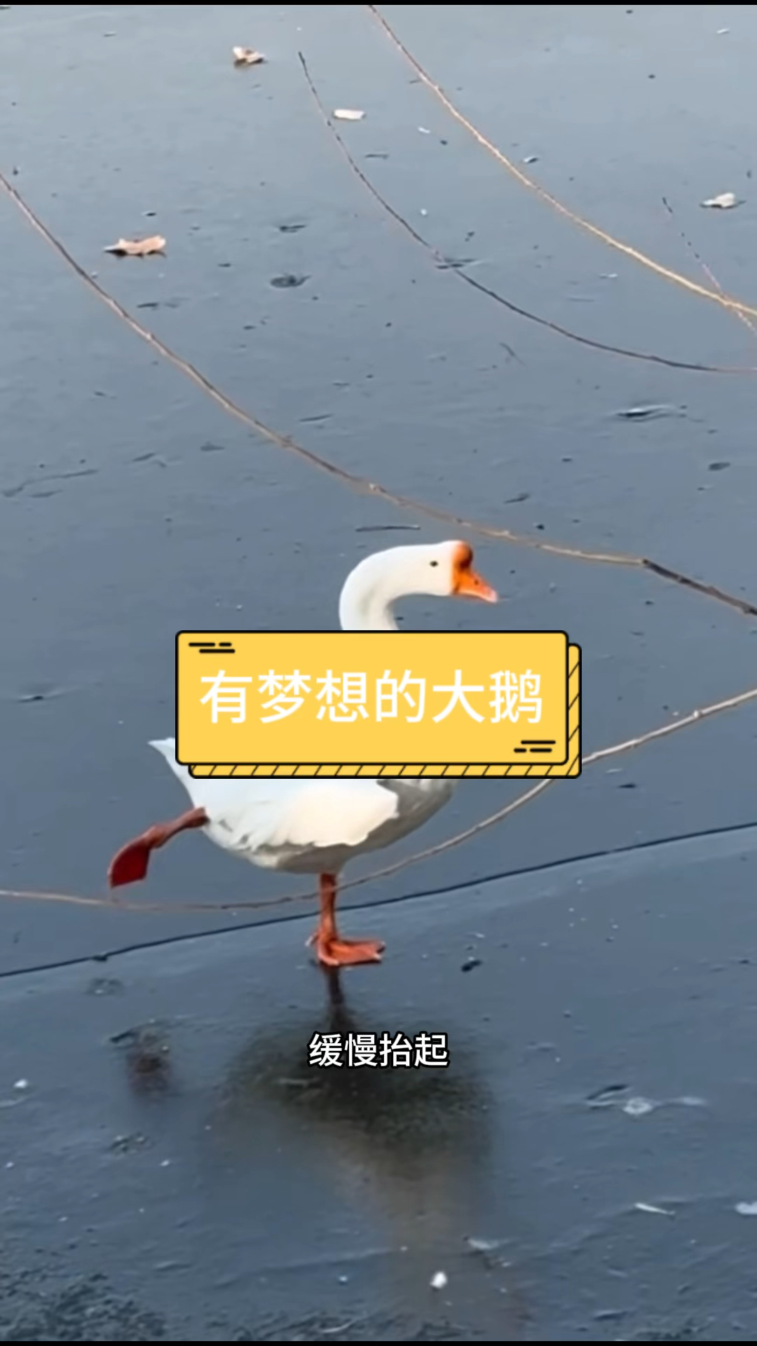 这是一只有理想的大鹅