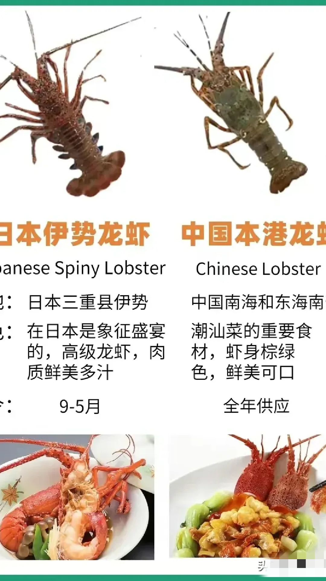 常见龙虾种类及食用方法