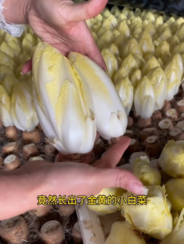 废根插土里长出“菜心”,据说一般人吃不起,它到底是什么菜?