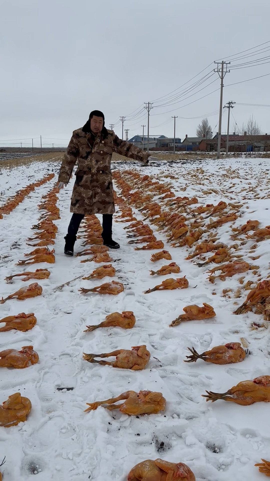 东北林子散养大公鸡