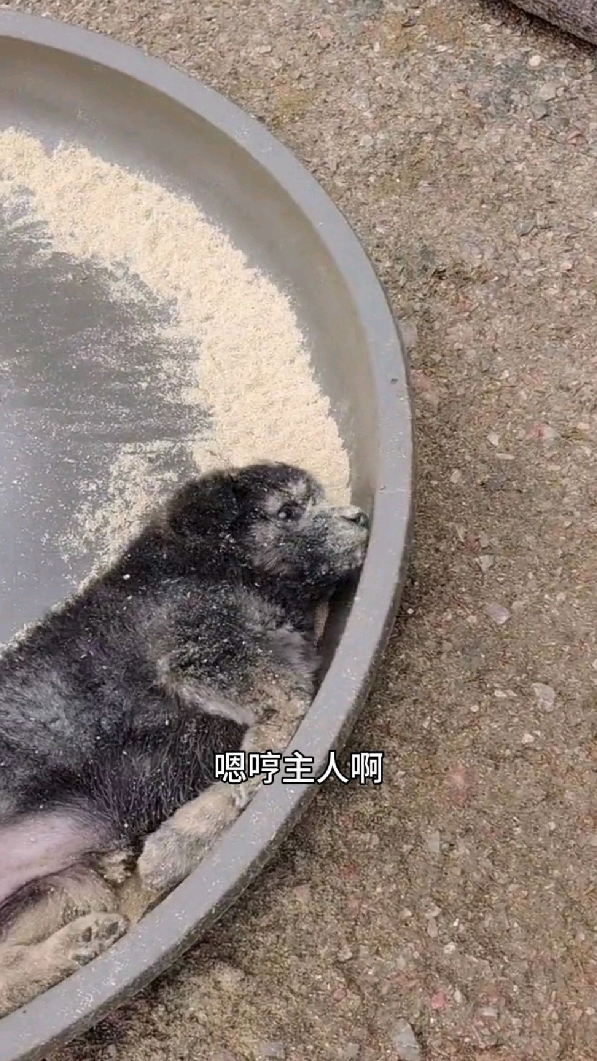 东北话搞笑配音:鸡哥表示很无奈