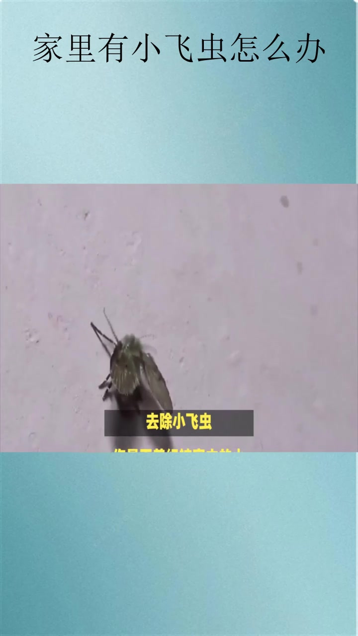家里有小飞虫怎么办
