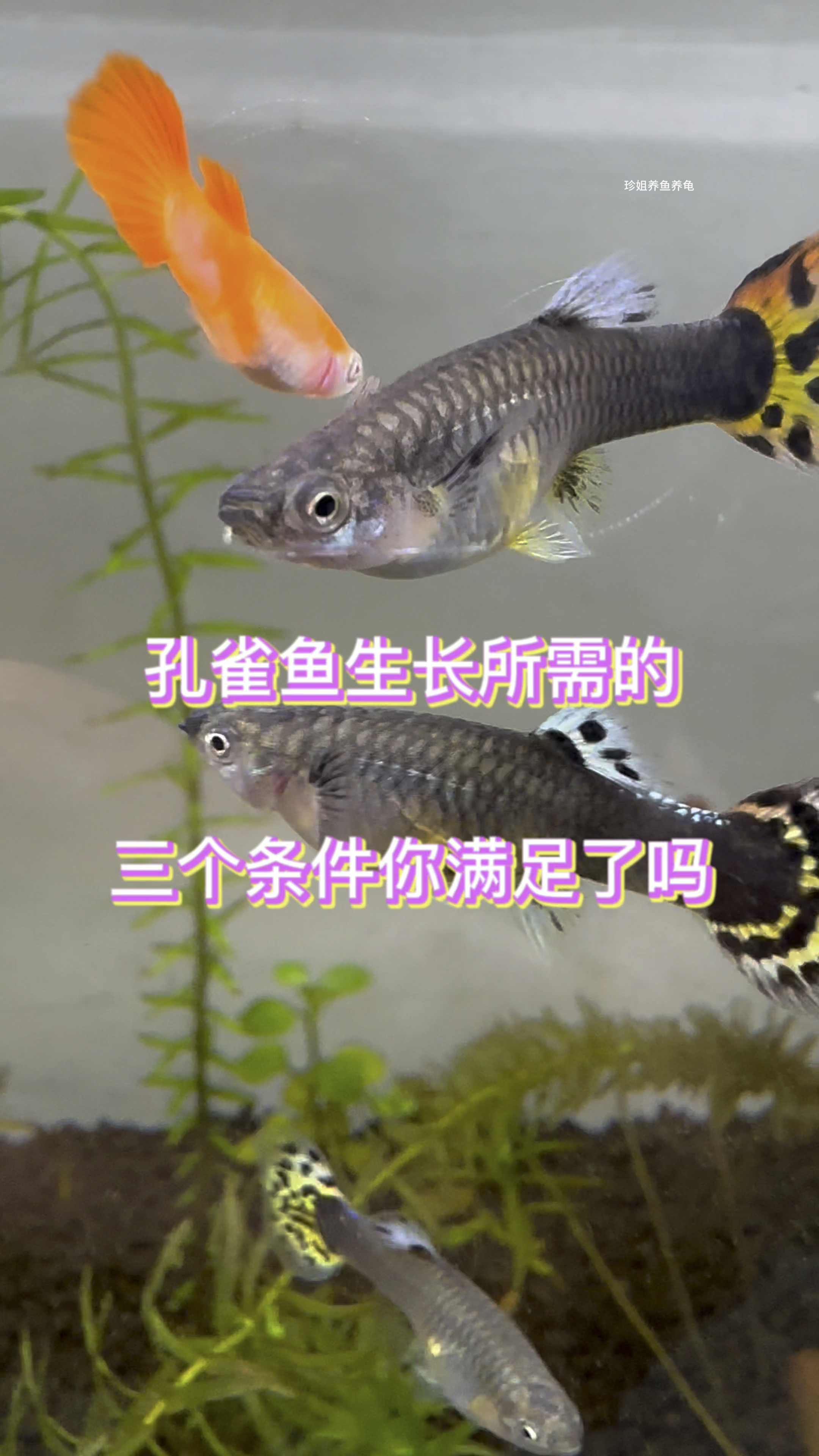 别抱怨孔雀鱼长得慢了,它生长所需的三个条件你满足了吗?