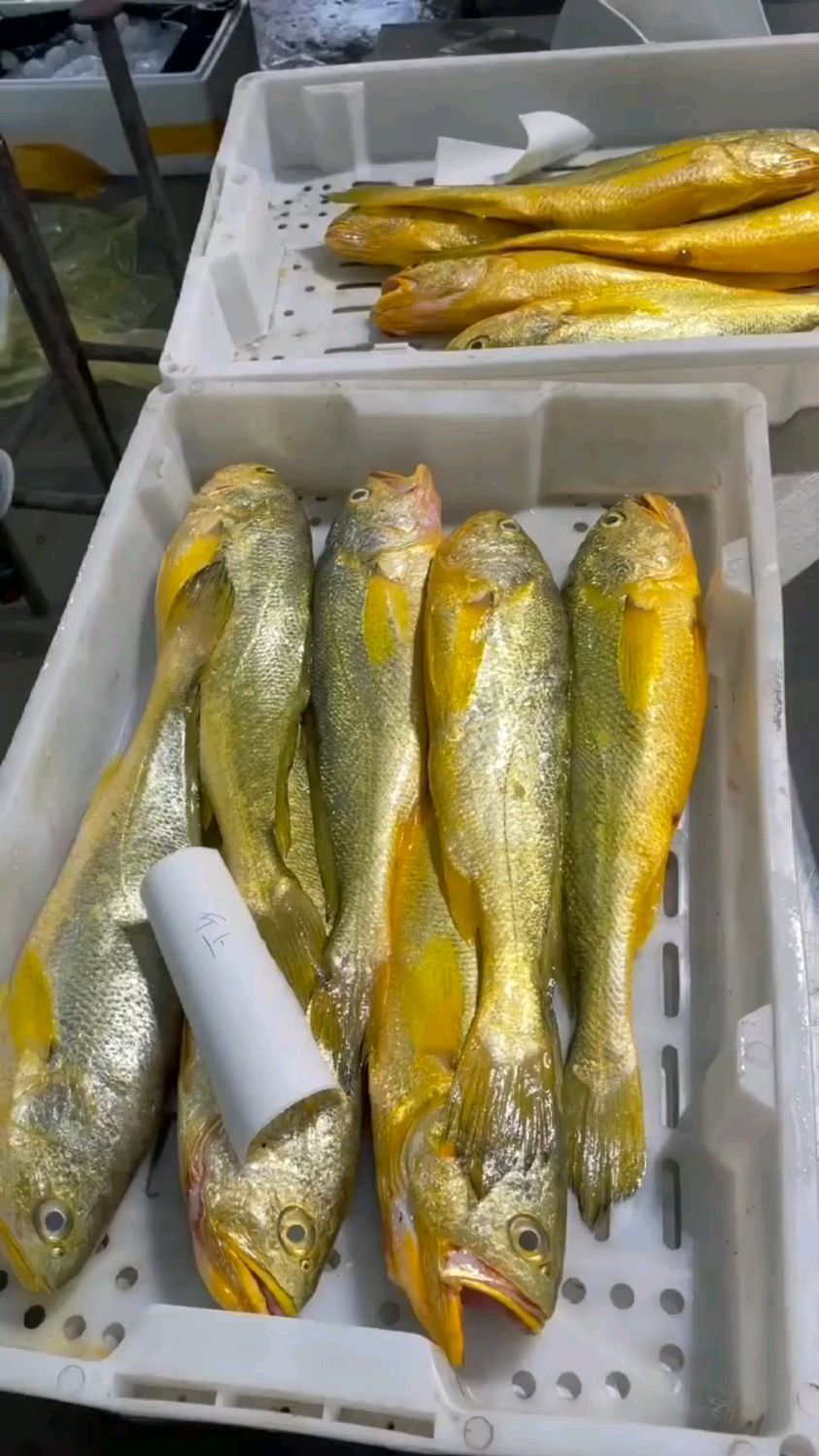 野生大黄鱼哪个品种好一点?当然是东海舟山渔场捕捞的