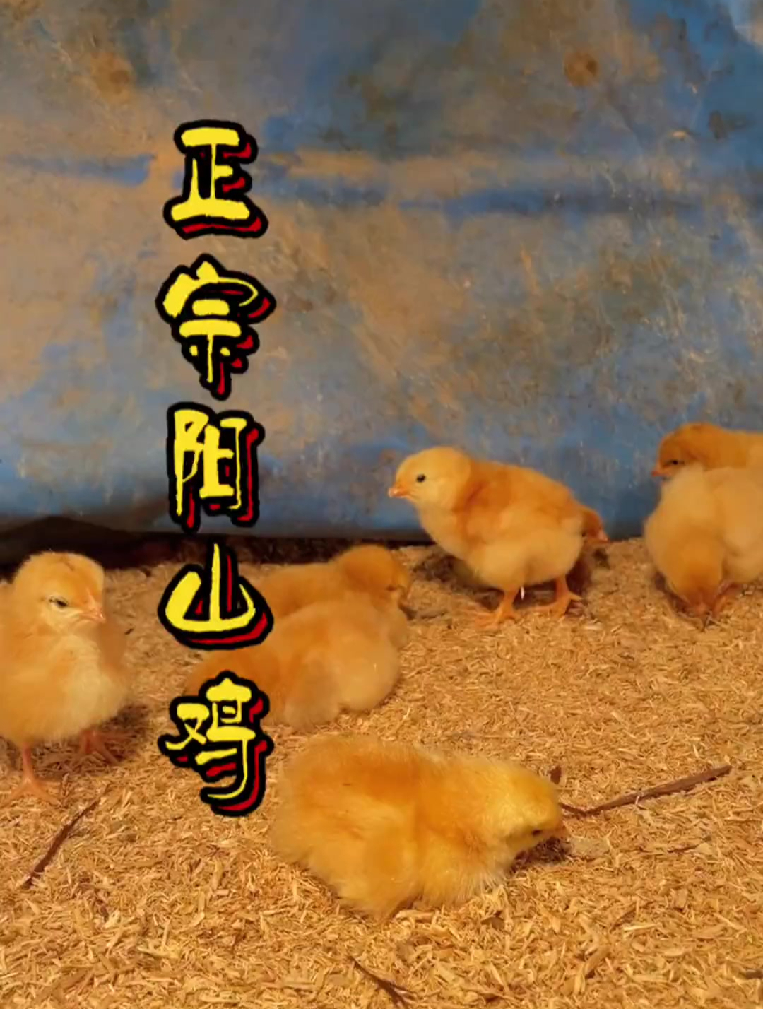 广东靓鸡看清远,清远靓鸡看阳山,阳山靓鸡看鸡昌