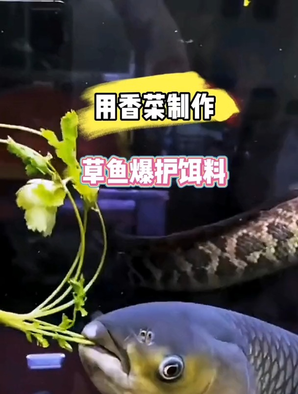 钓草鱼用什么效果最好?老钓友:一把香菜就够了!
