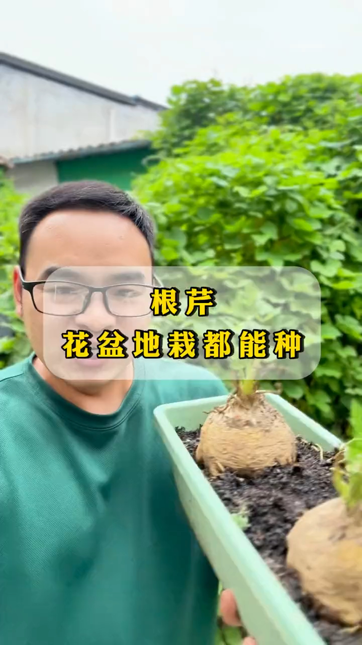 芹菜球茎芹菜多年生蔬菜