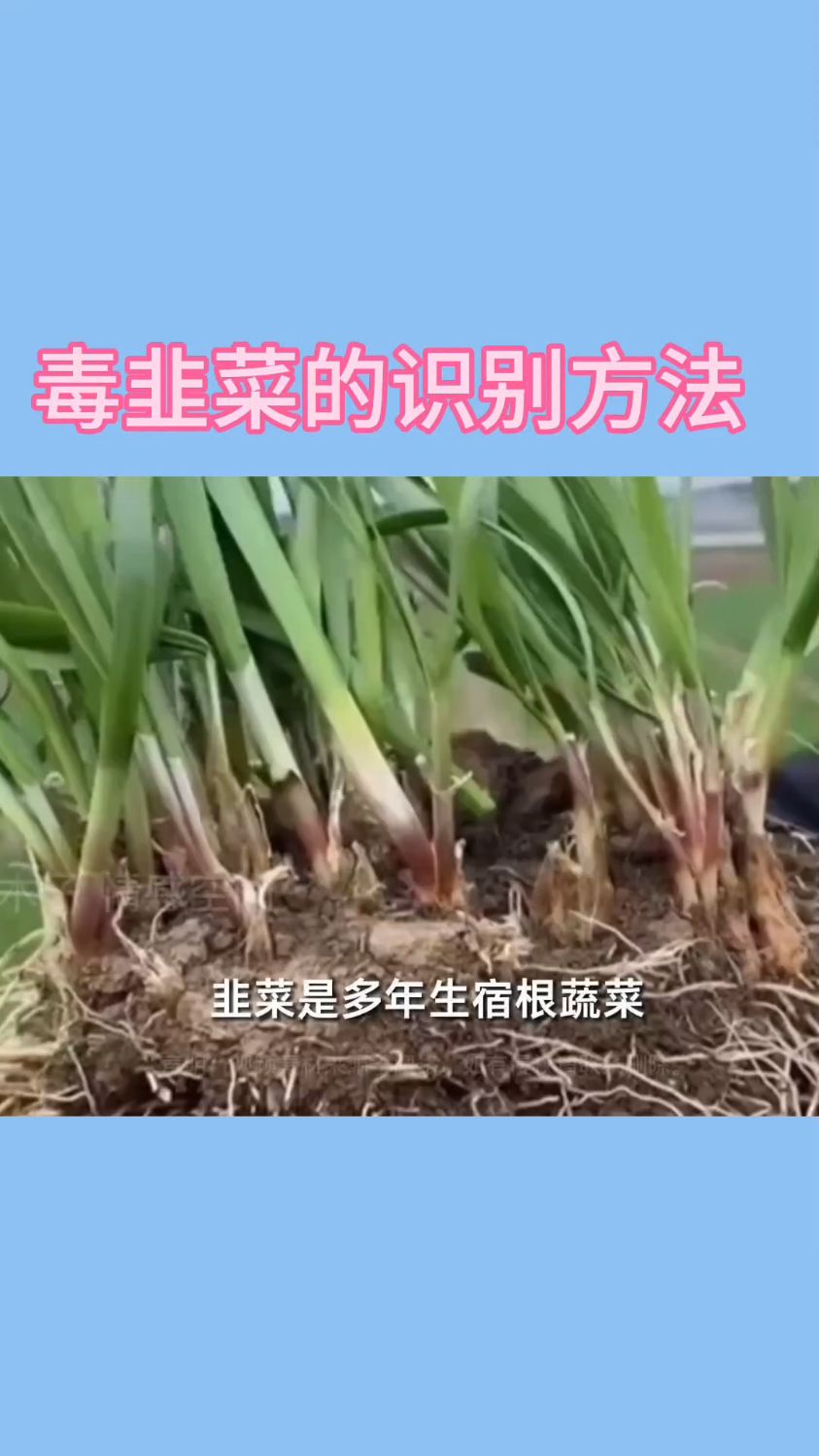 毒韭菜的识别方法