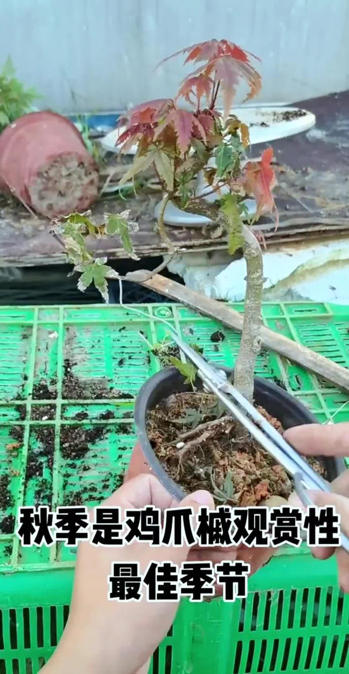 鸡爪槭修剪,秋季是鸡爪槭观赏性最佳季节,色彩明媚