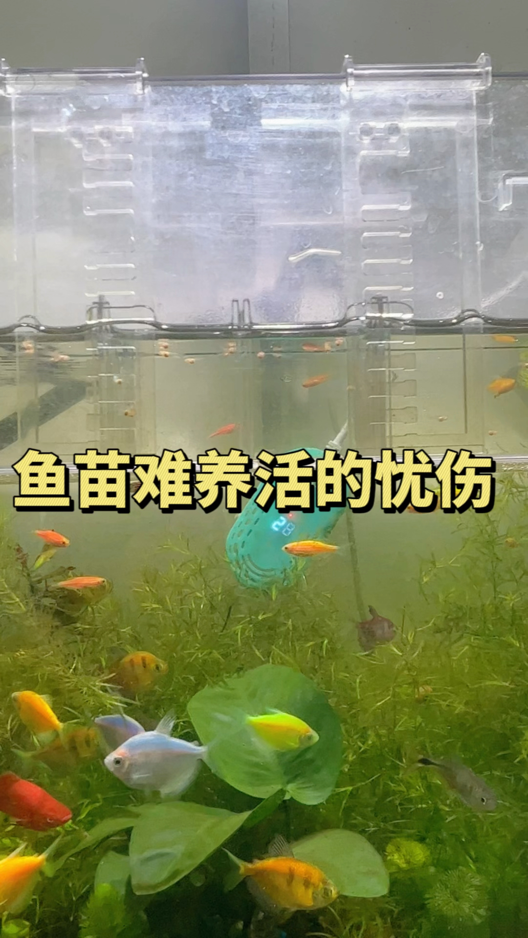 你是不是也有刚产的鱼苗难养活的忧伤?要想把小鱼养活需要注意两点。#水族#养鱼养心