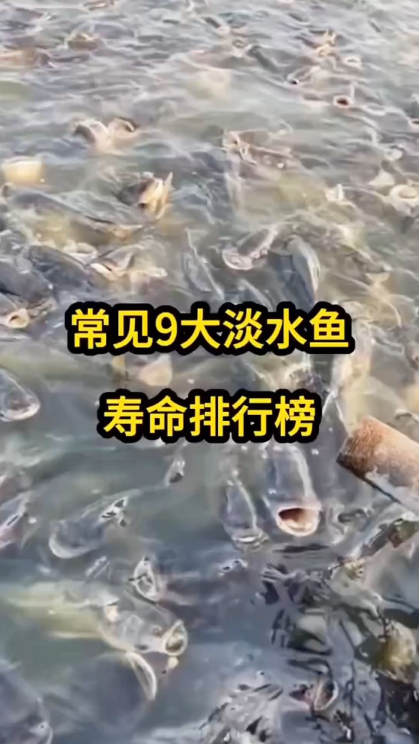 常见淡水鱼排行榜