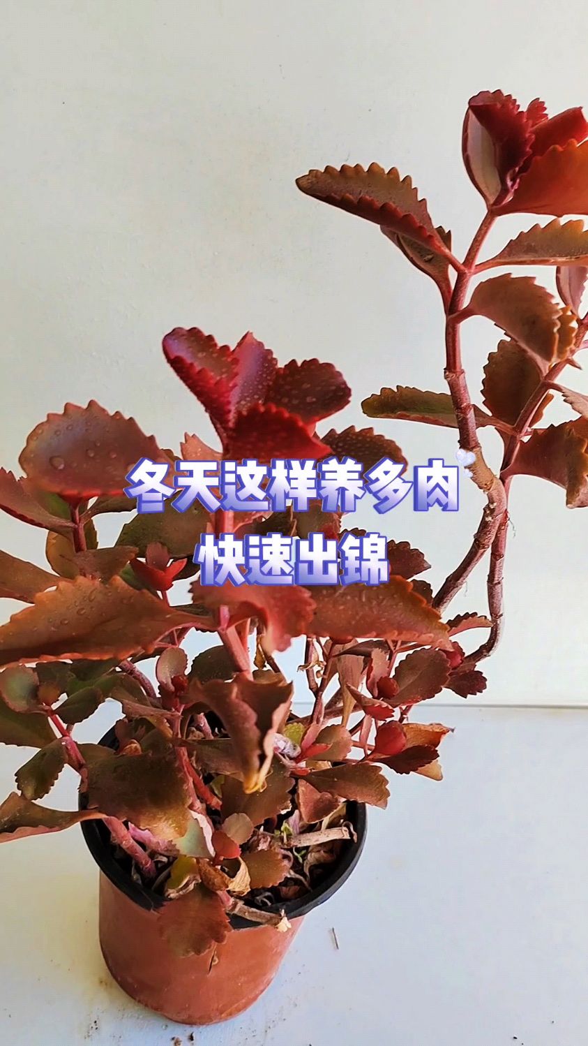 冬天这样养多肉快速出锦