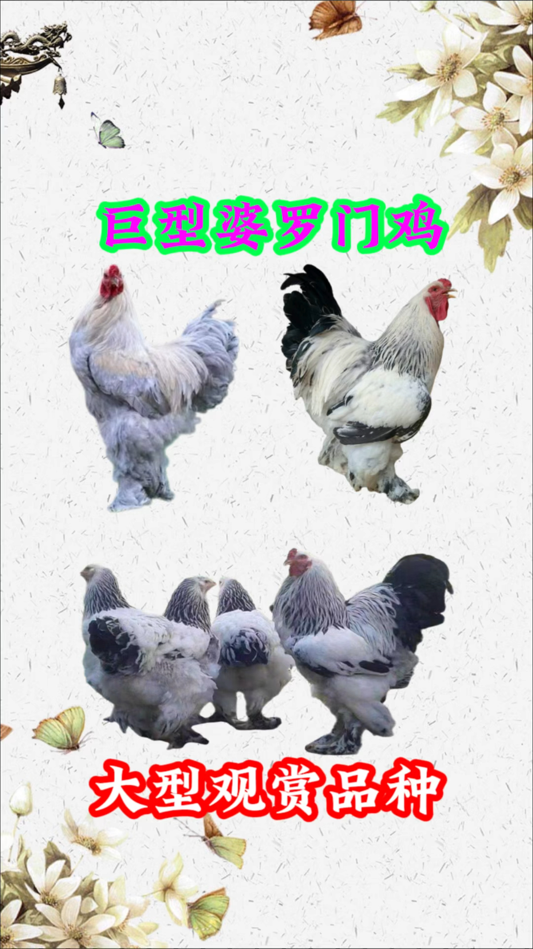 能长100斤的巨型婆罗门鸡