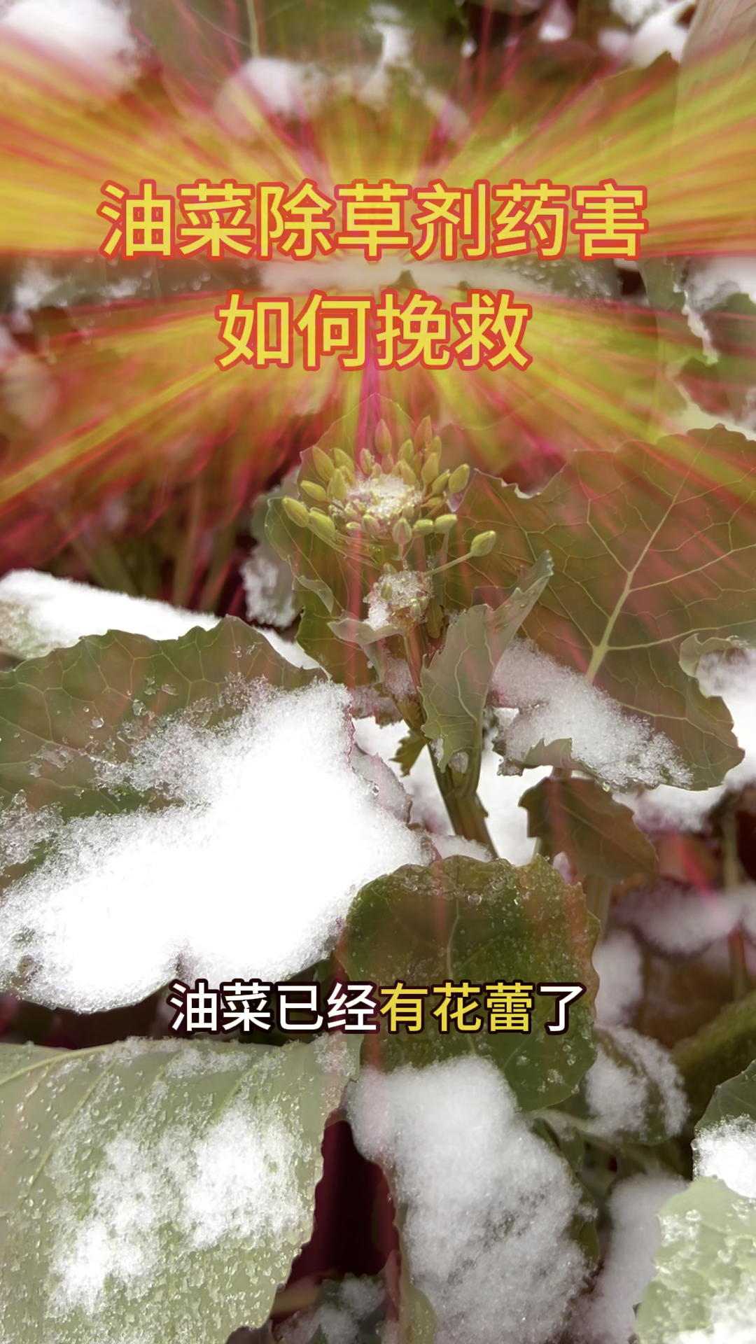 大龄油菜打除草剂如何挽救除草剂药害?