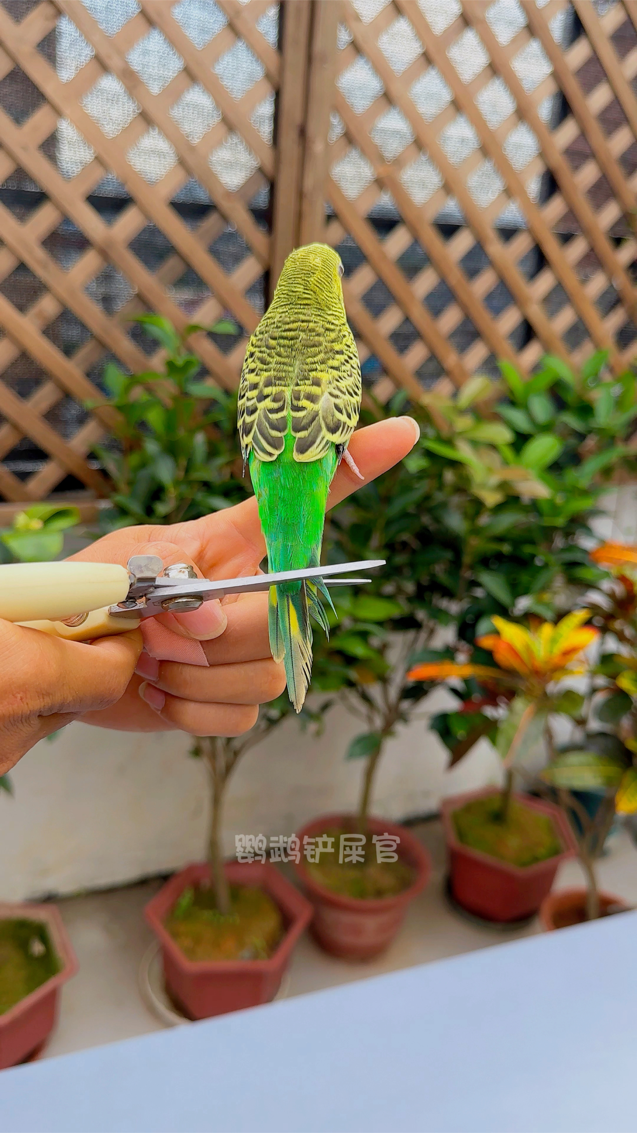给虎皮鹦鹉剪尾巴