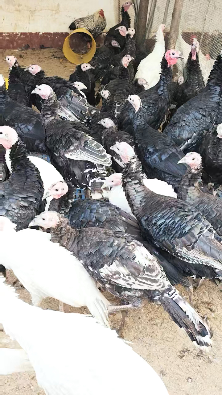 比较丑的观赏鸡火鸡400只