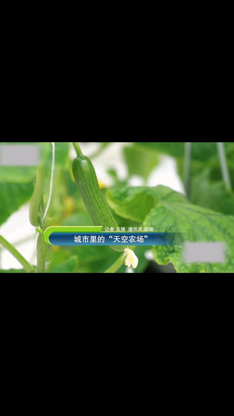 一亩地6万斤的西红柿,你们觉得怎么样?无土栽培荷兰模式