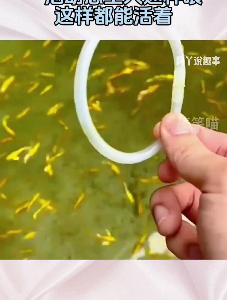 为什么!孔雀鱼能吃能生,一池幼崽主人这样喂,这样都能活着