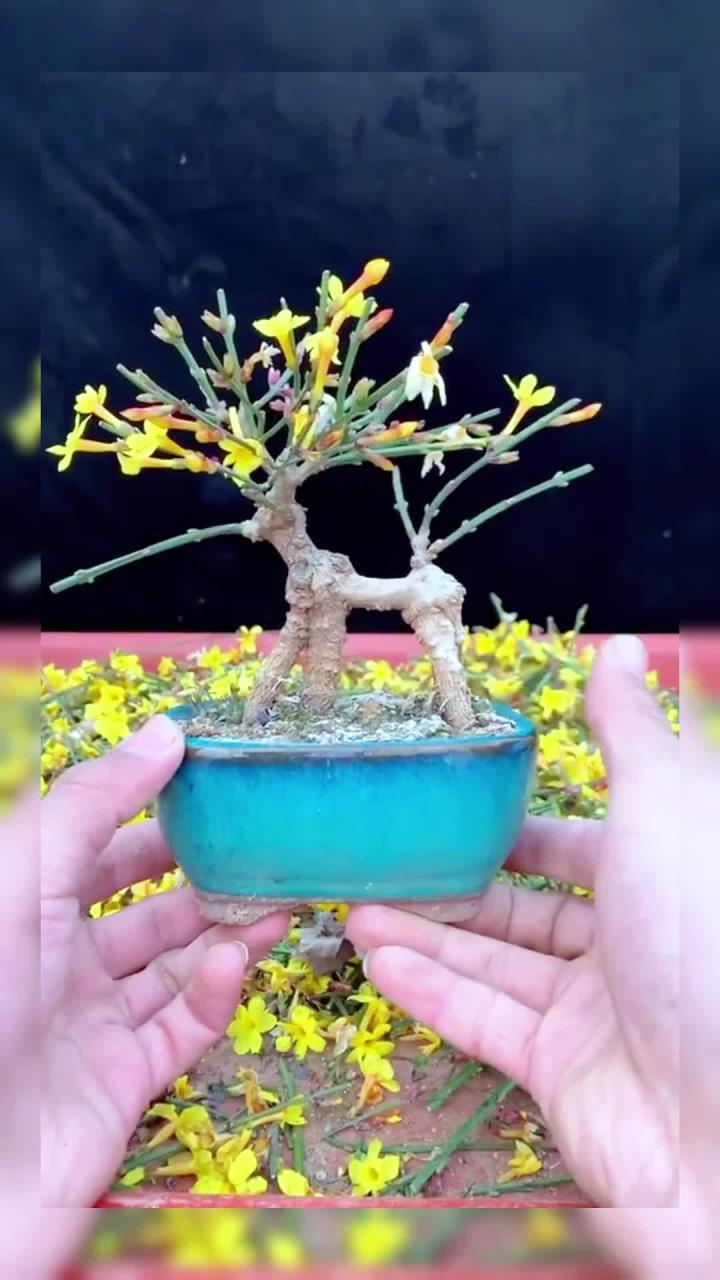 给一颗“梅花鹿形状的”迎春花盆景修剪造型!