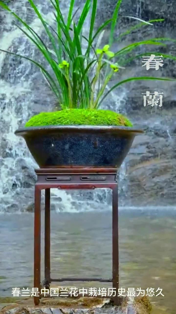 中国兰花之“春兰”,是历史最悠久的兰花