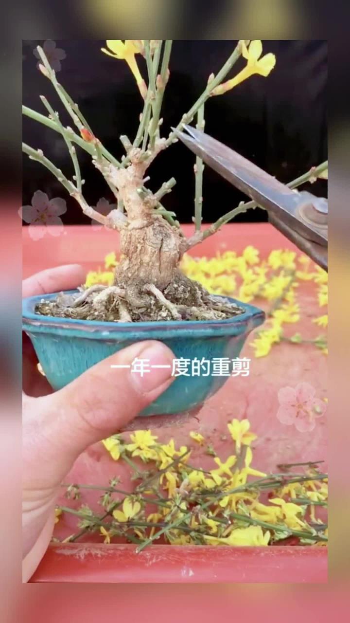 迎春花盆景,一年一次的重剪
