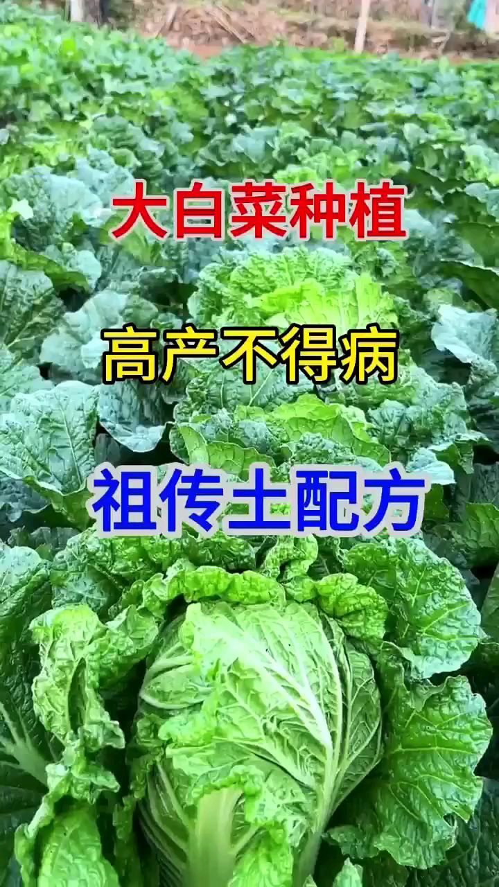 大白菜种植高产不得病祖传土方法 白菜种植