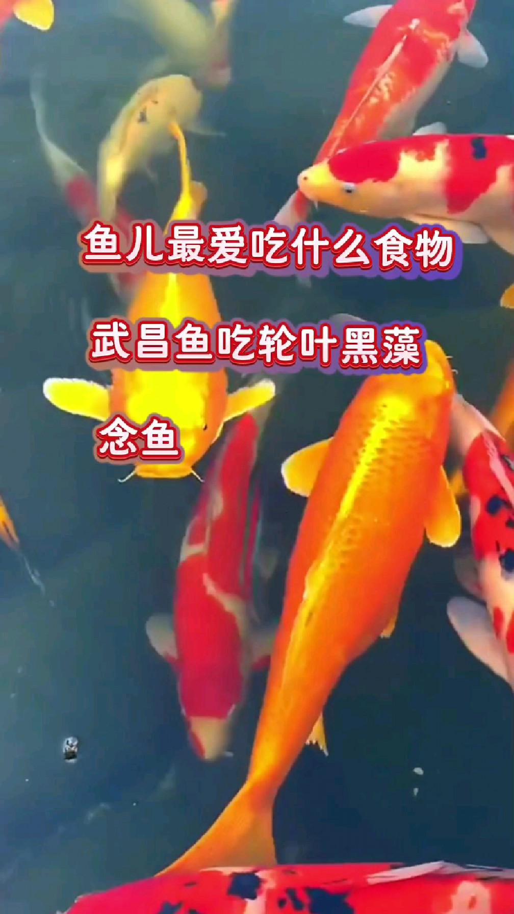鱼儿最爱吃什么食物?