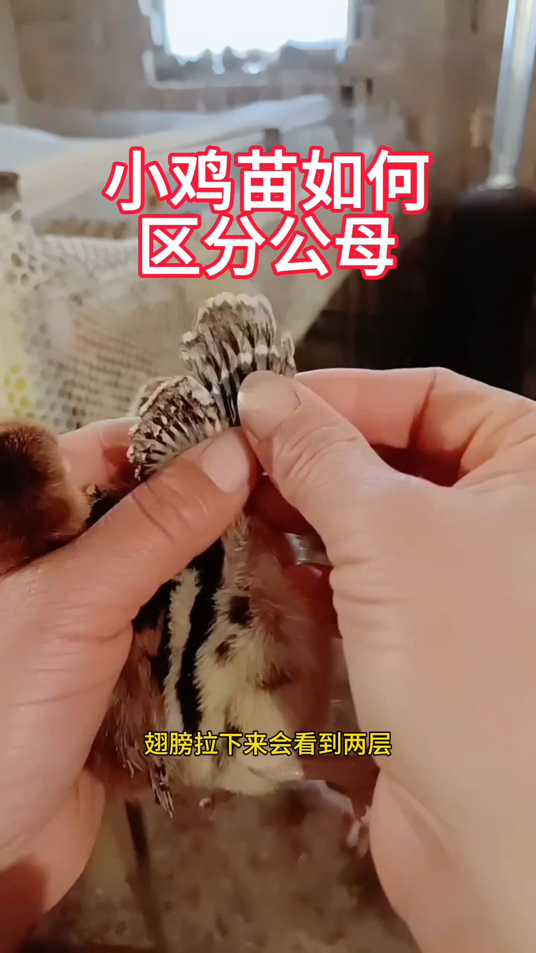 小鸡苗如何快速区分公母