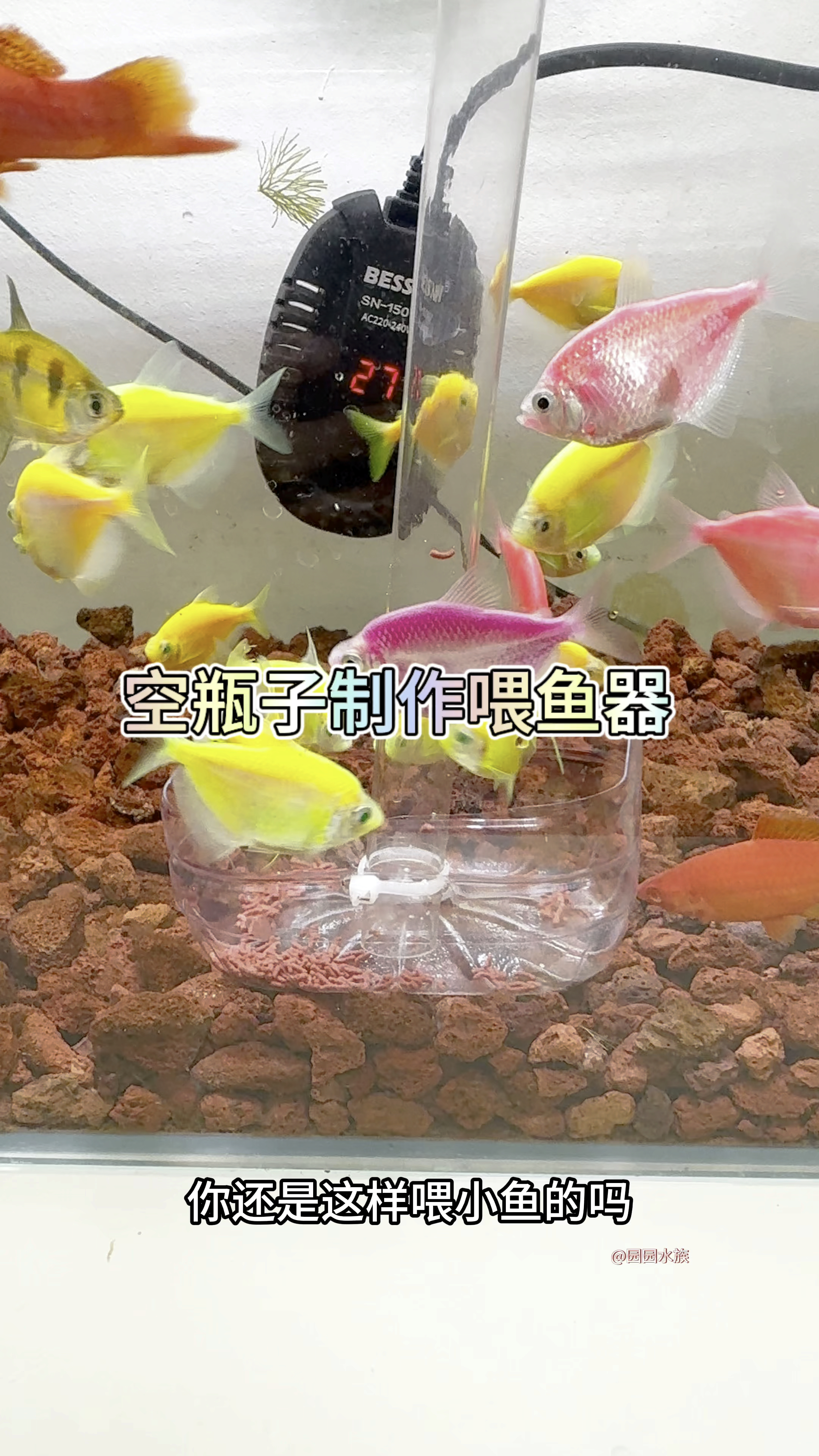 空瓶子制作喂食器,不会弄脏鱼缸哦。#水族 #观赏鱼 #养鱼养心