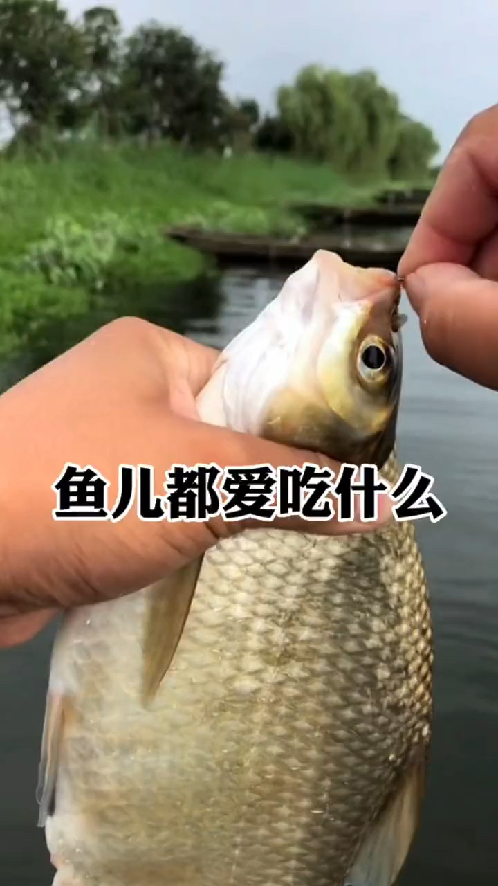 鱼儿都爱吃什么