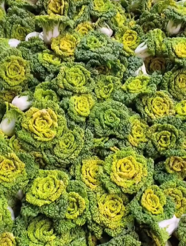 霜冻过后的黄心菜炒啥都好吃,喜欢吃的老乡快来看看