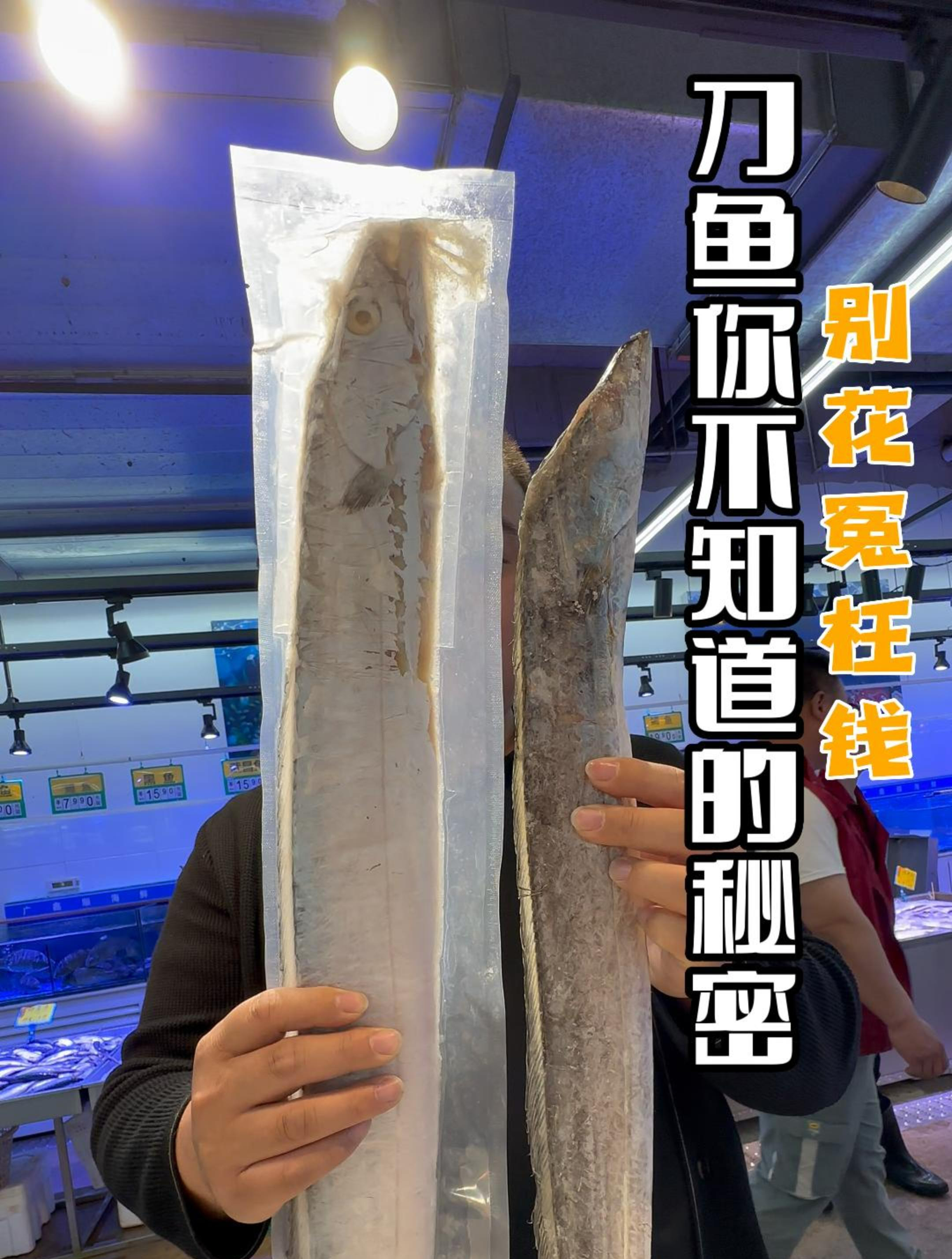 刀鱼的秘密,喜欢吃的进来看看