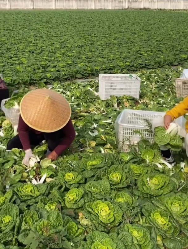 我们的霜冻黄心菜可以吃了