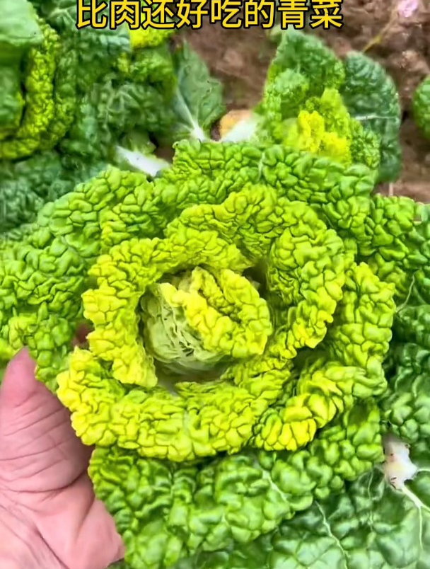 霜冻过后的黄心菜炒啥都好吃,喜欢吃的老乡快来看看