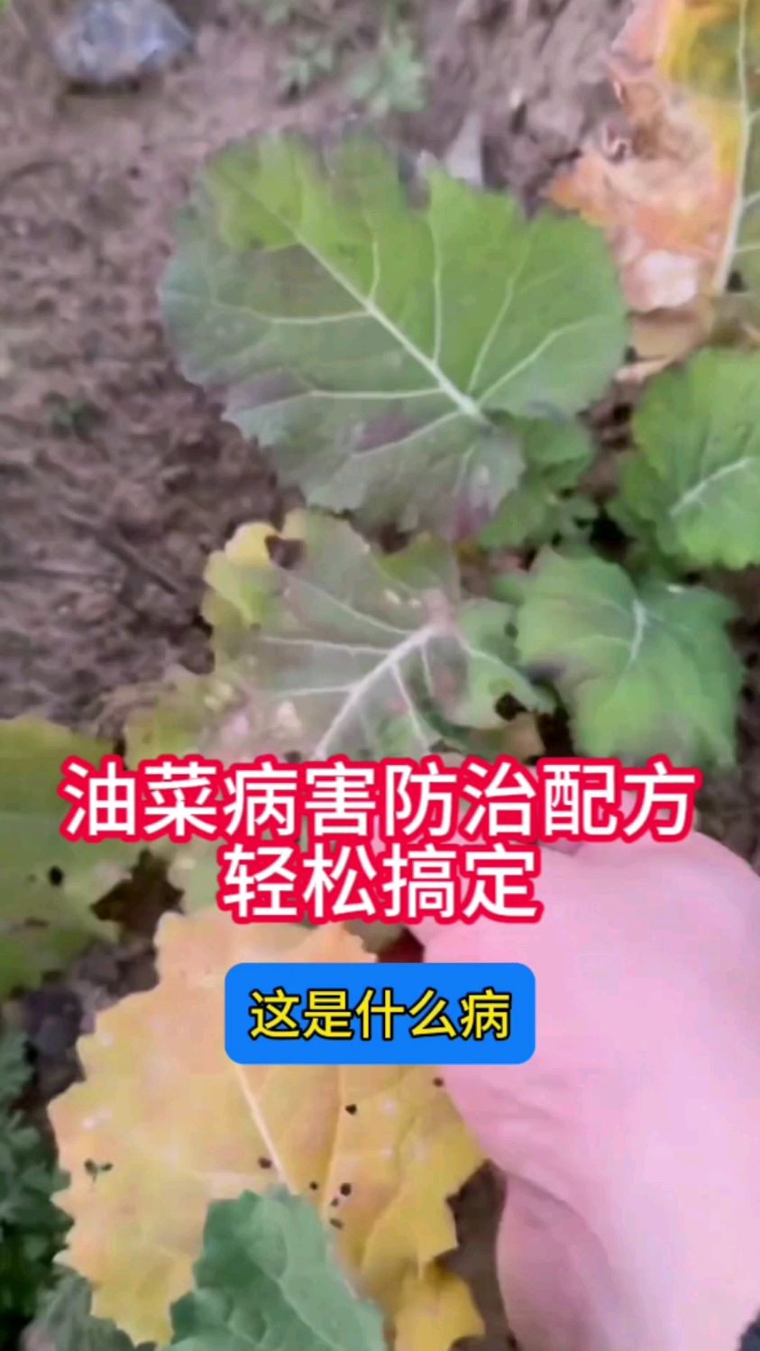 油菜病害防治配方光和活性碘,轻松搞定