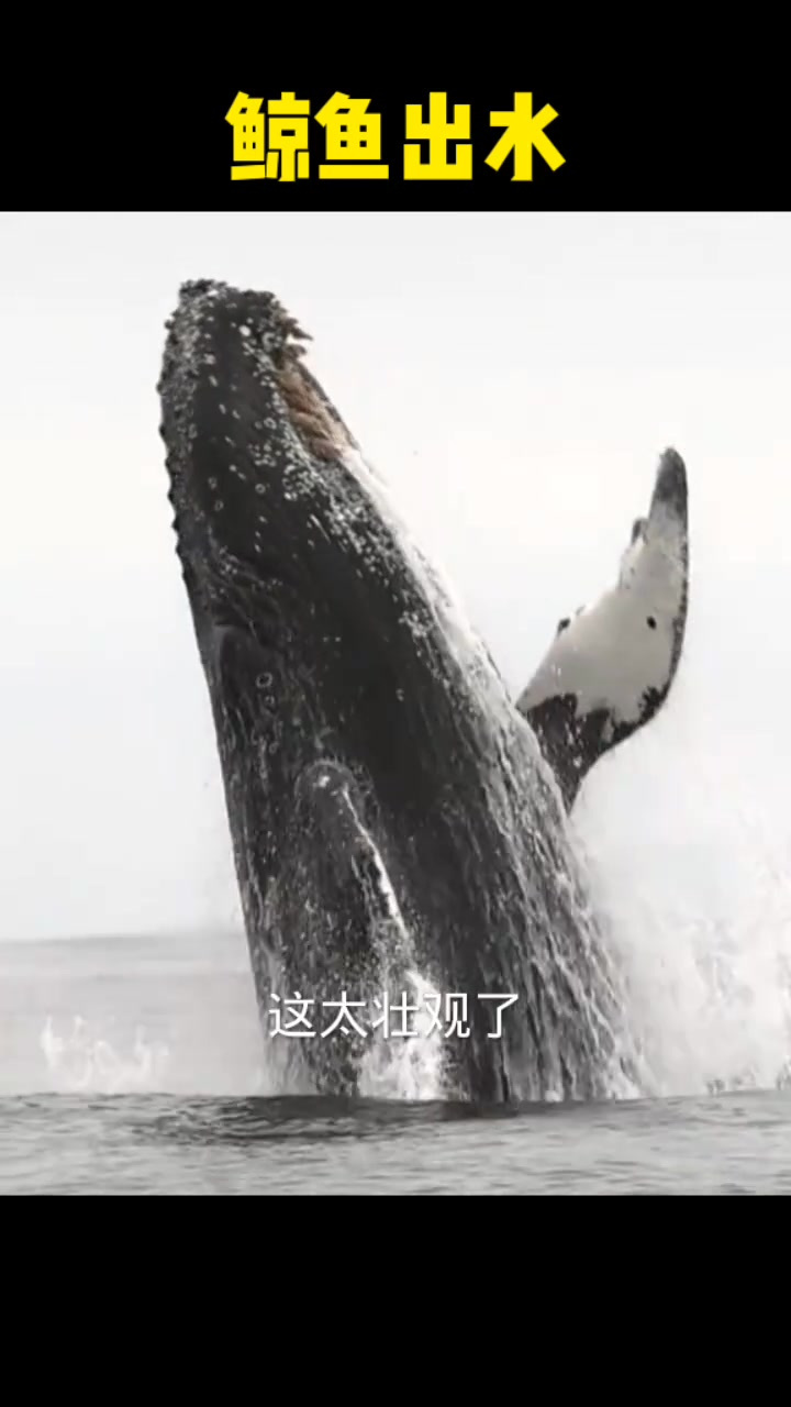 鲸鱼出水太壮观,但是身上都是藤壶,好想给它扣下来