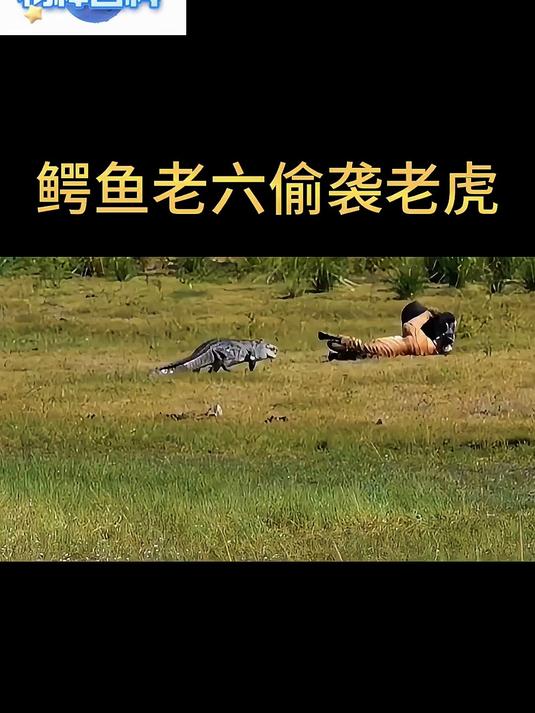 鳄鱼老六偷袭老虎!