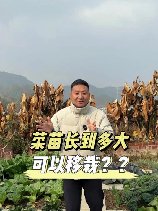 菜苗多大可以移栽
