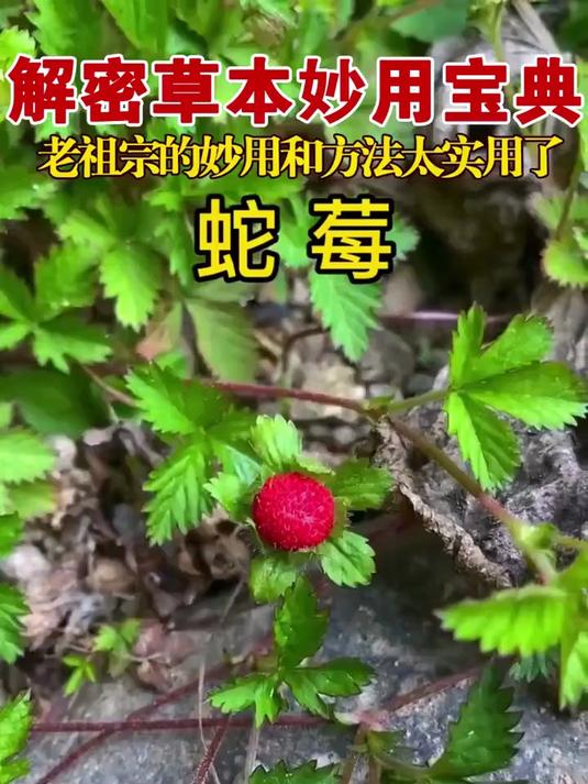 正版新编中草药彩色图鉴中医入门中草药大全书籍药材植物彩图大全