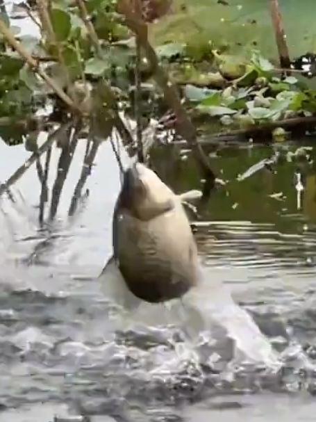 夏季钓鱼该用的开饵方法小杂鱼不闹窝，吃钩的是大个体的鲫鱼鲤鱼