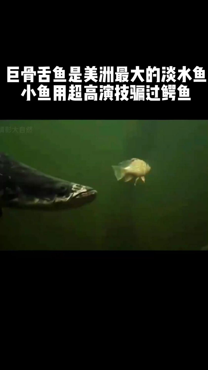 巨骨舌鱼是美洲最大的淡水鱼,小鱼用超高演技骗过鳄鱼!
