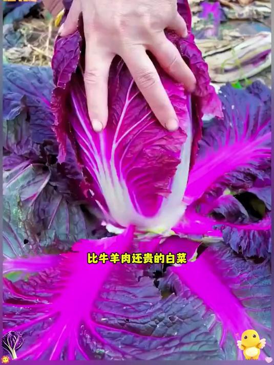 菜农不愿说的秘密：紫白菜比绿白菜好种，价格却贵得多！