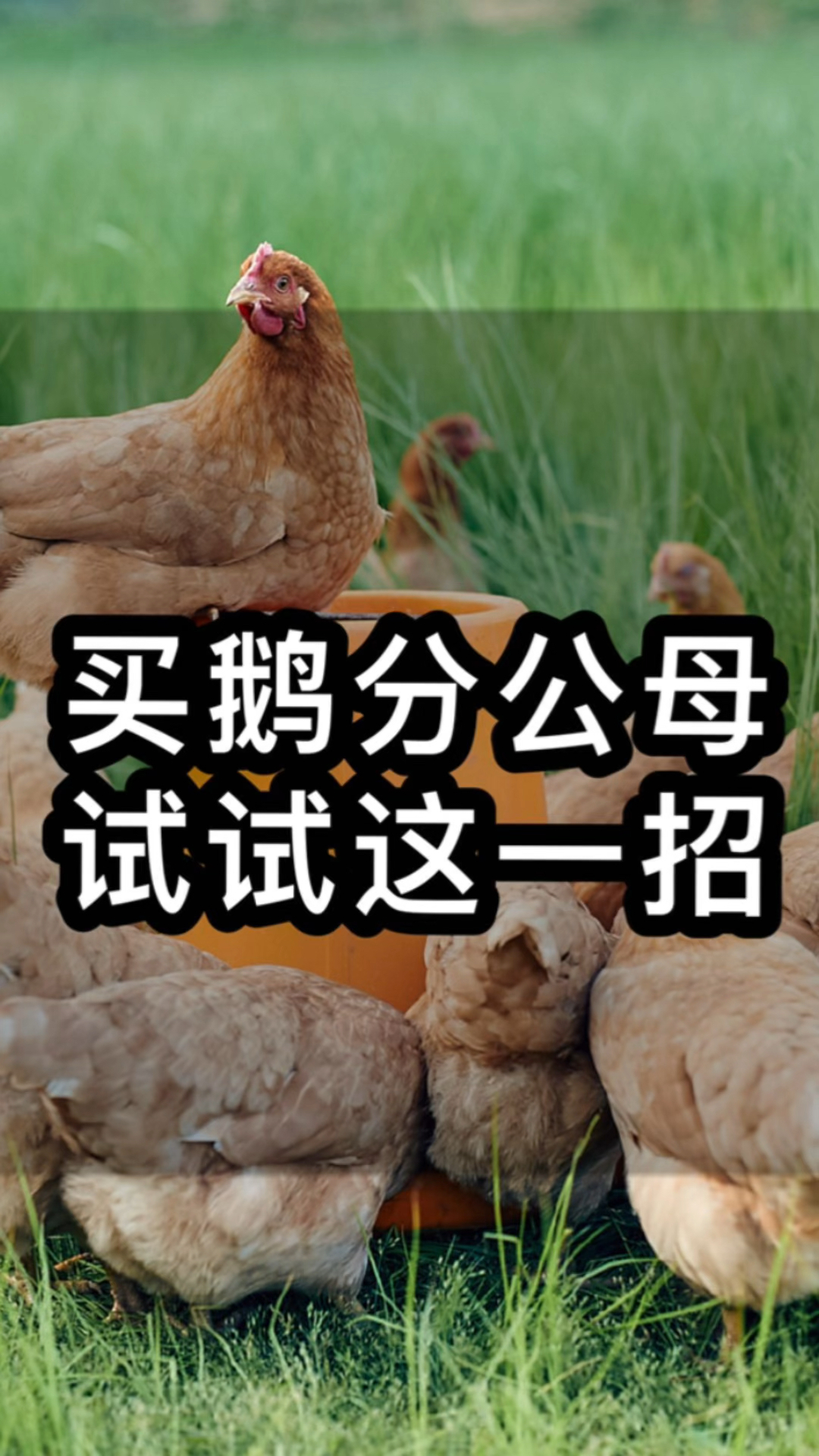 买鹅分公母,只用这一招