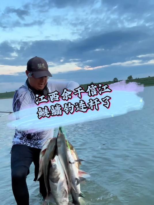 今年野河鲢鳙这鱼情，野河鲢鳙竟然能连杆？#鲸喜鲢鳙 #钓鱼 #钓鱼王霸王悍s #野河钓鲢鳙