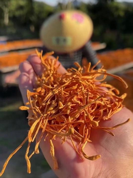 简单几步,虫草花炖出香浓鸡汤