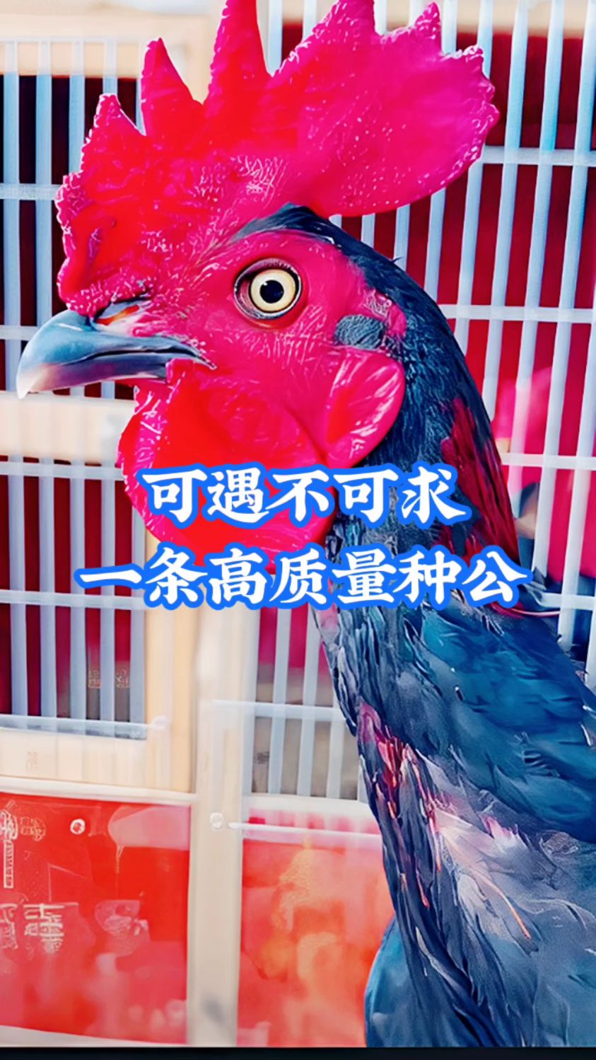 斗鸡养殖技术分享,一条高质量种公